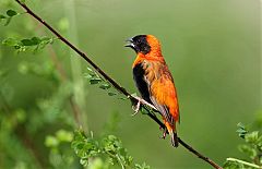 Southern Red Bishop